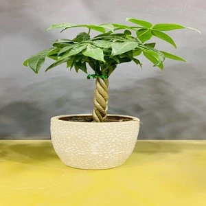 Money Tree in Dot Pot