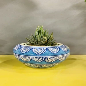 Zebra Plant in Printed Pot