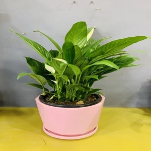 Peace Lily in Ceramic Pot